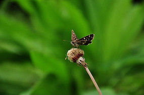 һֻ�ſ����ĺ���