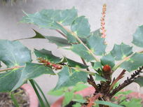 ���̵�Ҷ��