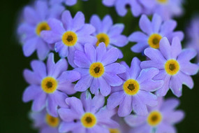 ���˰���ӭ����