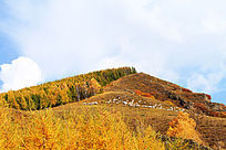 �¹�����