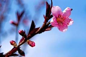 ��ɫ����