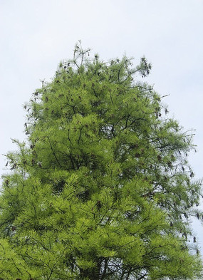 �������ӵ���