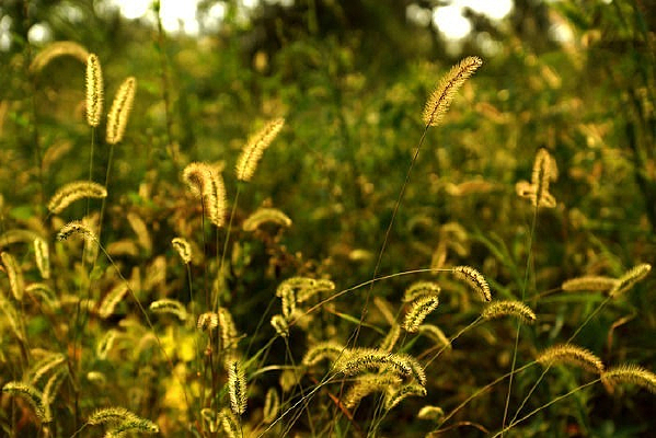 ��Ƶ�β�Ͳ�