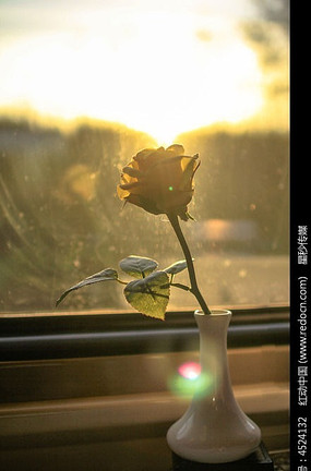 ���˵Ļ�ɫõ�廨