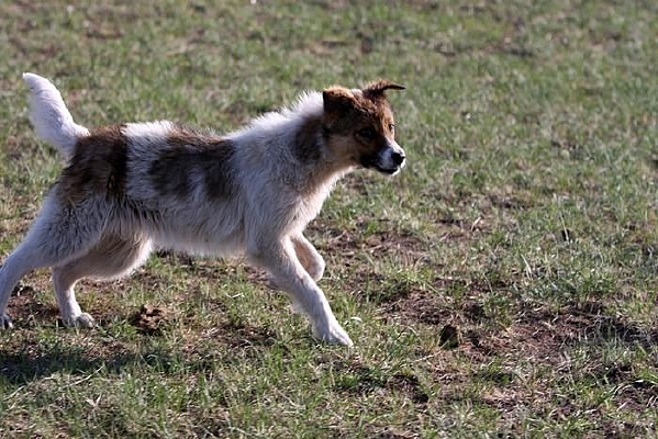 ������Ȯ