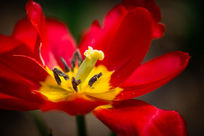 ���ŵ�����