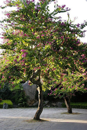 ֲ��԰����÷