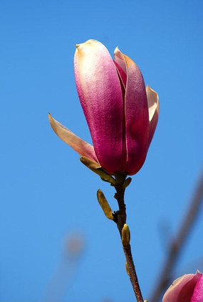 ��ɫ��������֦