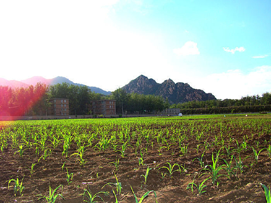 ɽ�ű��ϵ����׵�