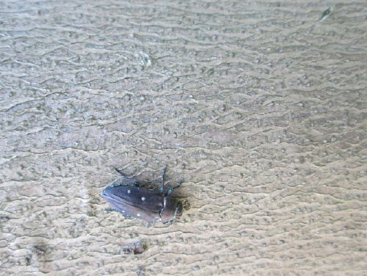 ���ϵ�һֻС��