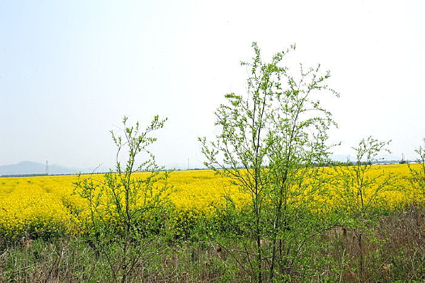 ������԰�羰