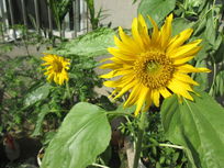 �����µĴ�