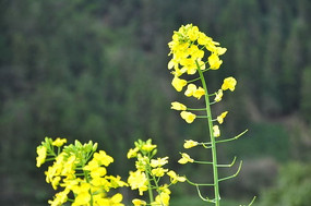 �����µ��Ͳ˻�