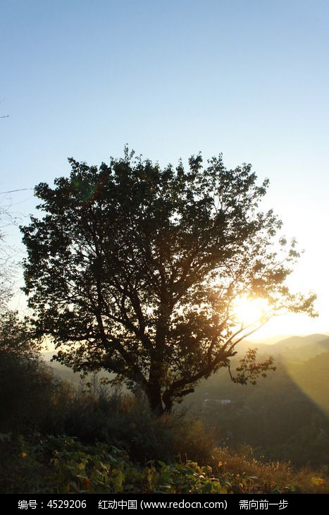 阳光照耀下发光的树木