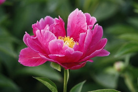 ʢ������ҩ԰