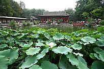 �������ɻ�