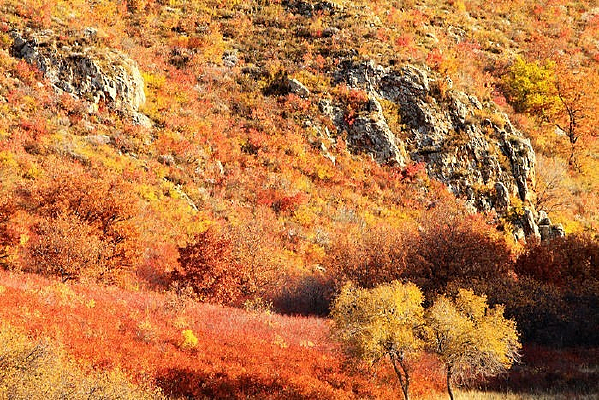 ������ͳ������