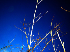 ��״����ĸ�֦