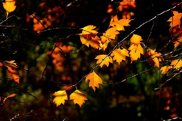 ������ɫ����Ҷ