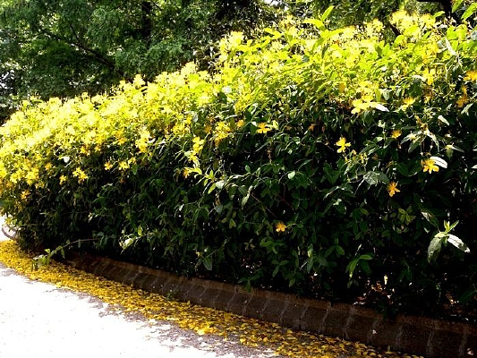 ��ɫ���Ļ�