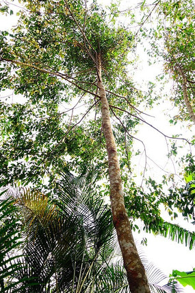 ��Ѫ���ֲ��