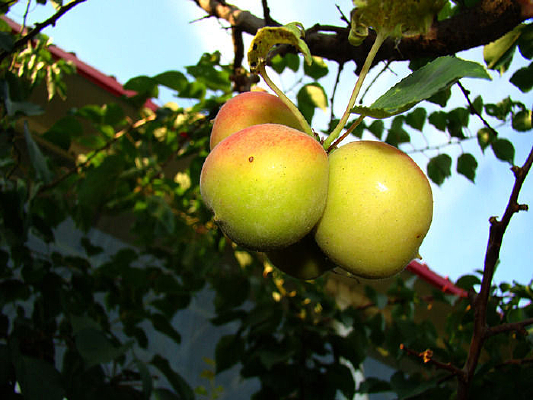 ����ˮ��