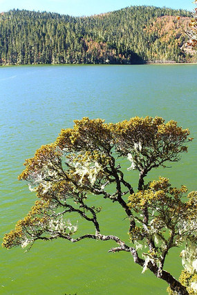 ��������Ȼ������