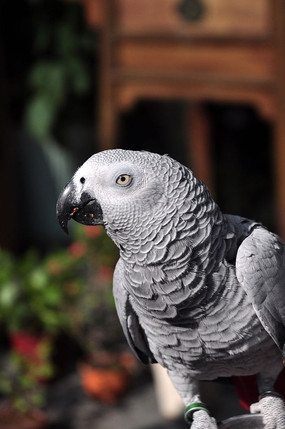 ��ɫ���İ�ɫ����