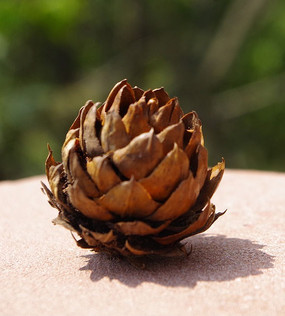 �ɹ�����