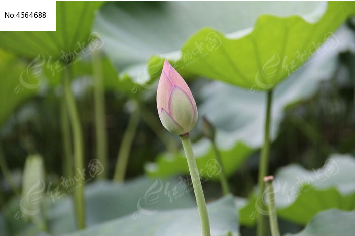 �������ŵĺɻ�����ͼƬ