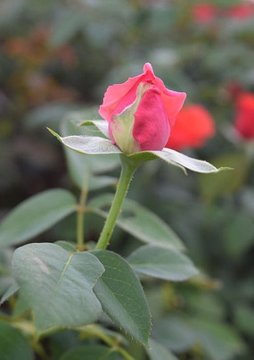 �����Ļ���