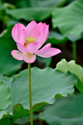 ������� �����