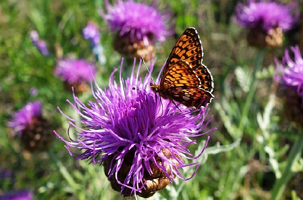 ����©«�ͺ���