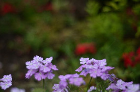 ���ϻ���Сֲ��