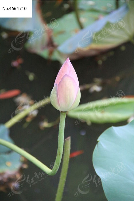 ���ŵĺɻ�����ͼƬ