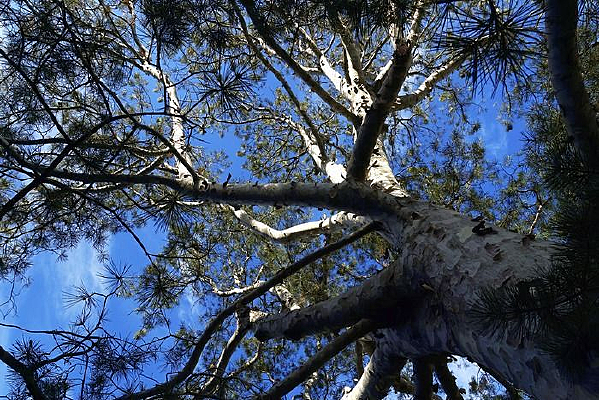 ��׳�İ���