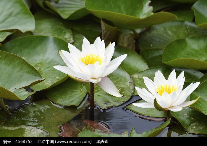 两出水白莲花图片