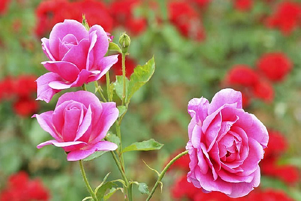 �¼�������