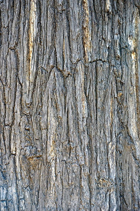 粗糙的树皮背景素材