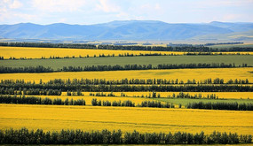 �����ĺ��ױ����Ͳ˻�