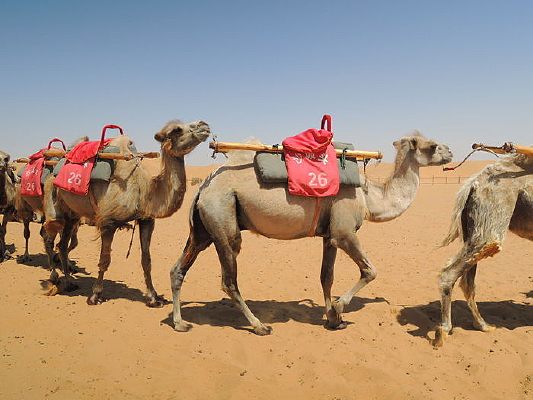 ɳĮ�������