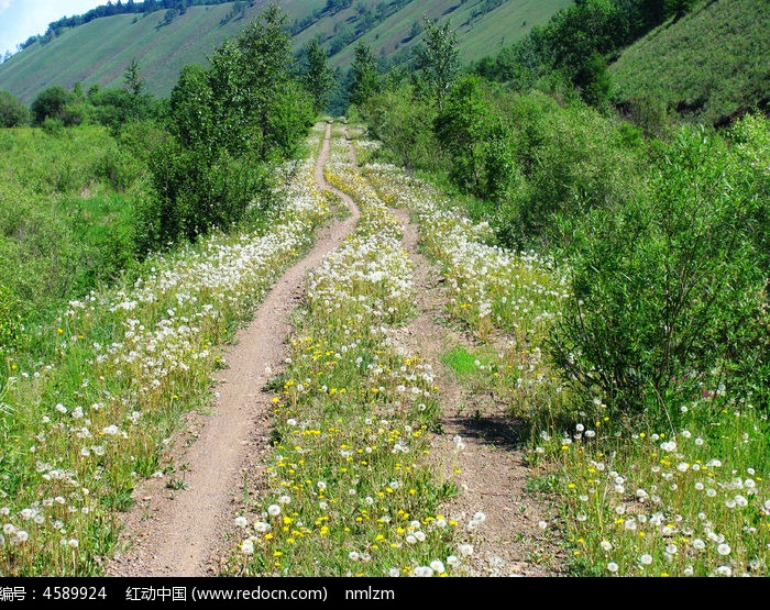 長滿蒲公英的山間小路