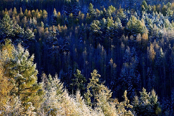 ���˰������ɭ��