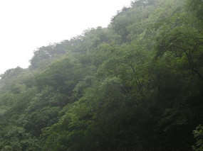 茂密的树林布满山峰