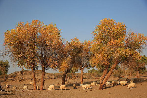 ɳ̲�ϵĺ�����