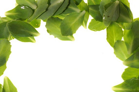 ��Ҷ���ʸ�