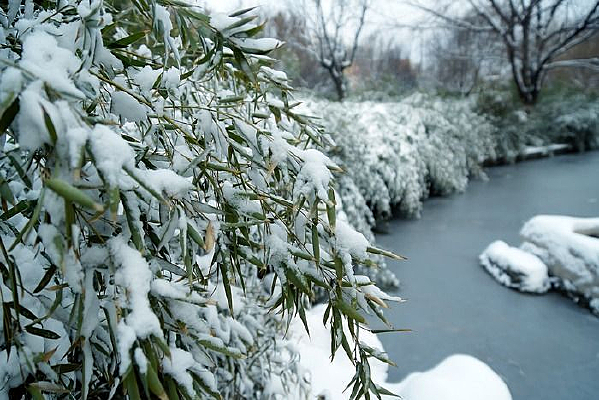 ��ѩ������