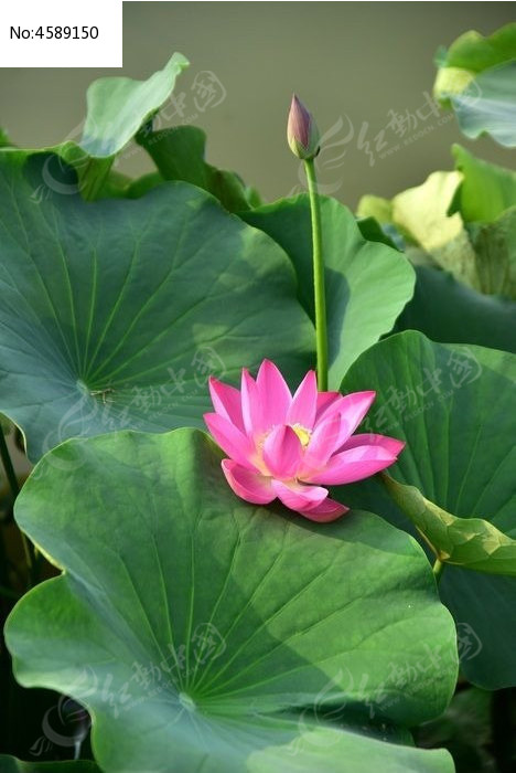 ��������ͼƬ