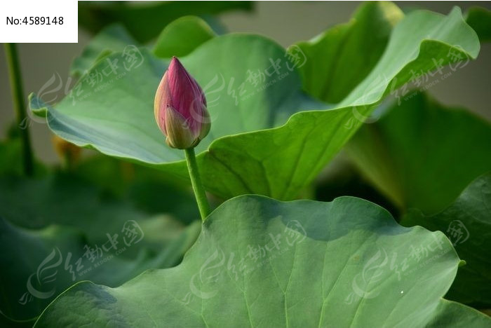 ��������ͼƬ