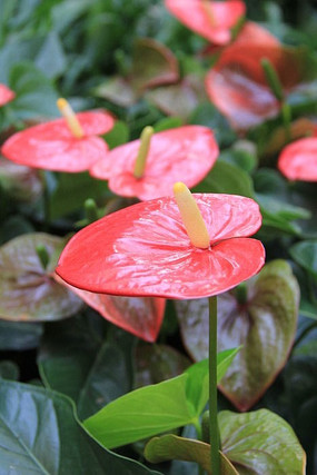 �̻���Ҷ�ӻ�о